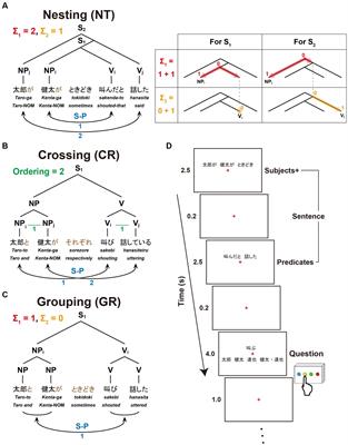 Differential networks for processing structural dependencies in human language: linguistic capacity vs. memory-based ordering